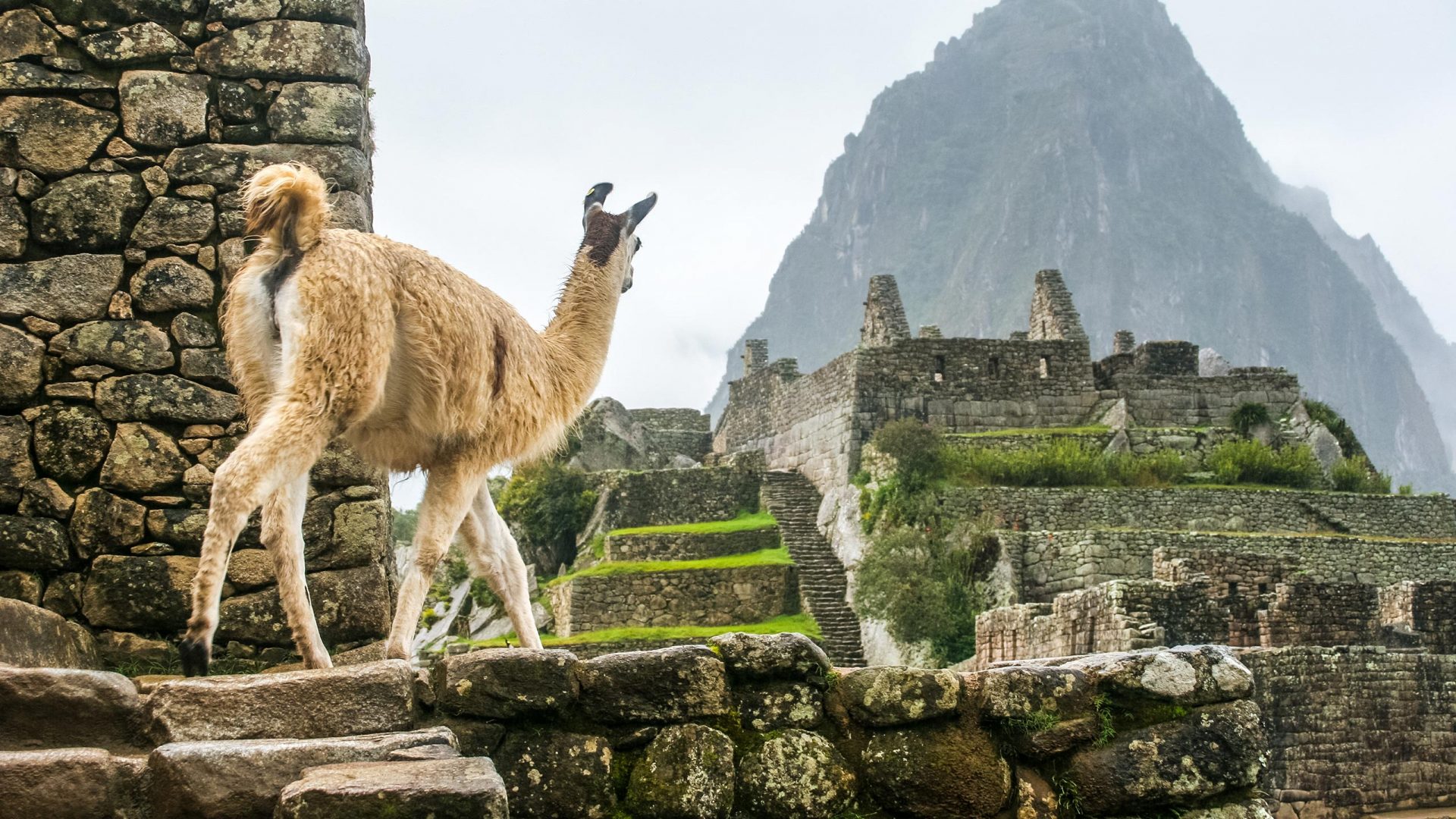 Cusco & Machu Picchu Clásico